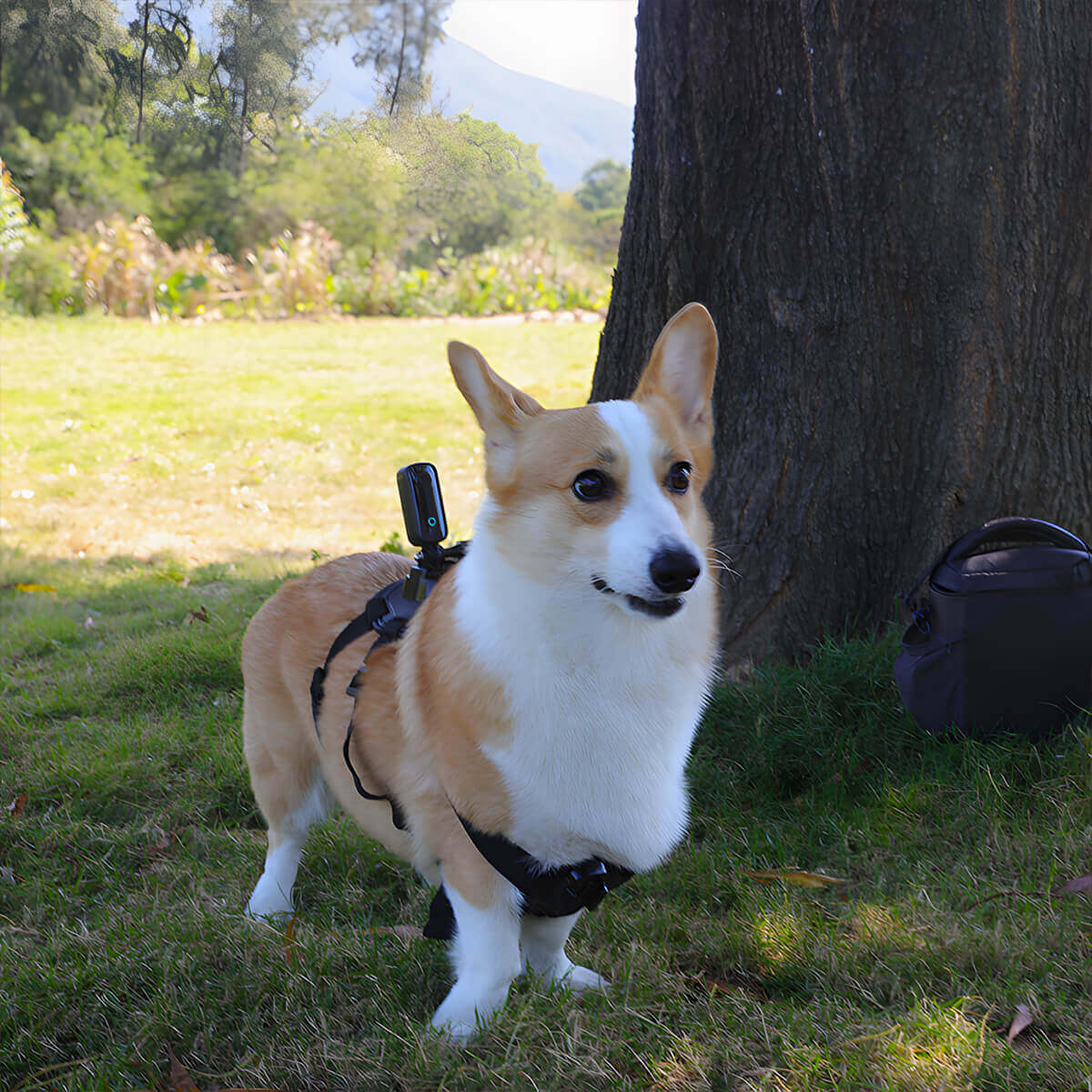 Secure the action camera to the dog using a dog harness.
