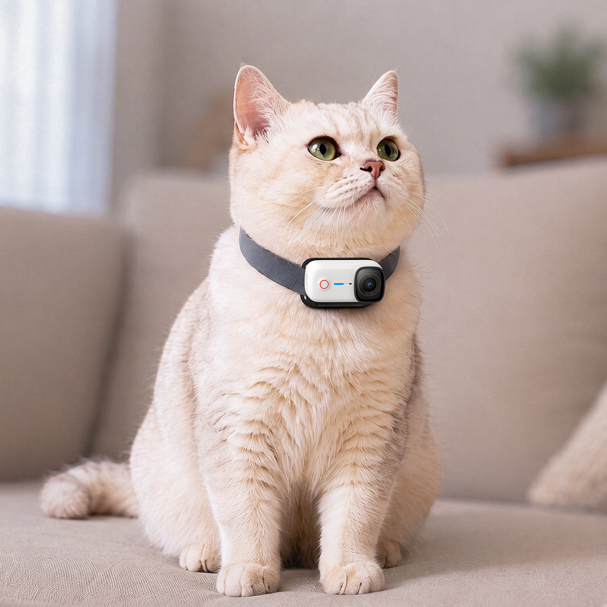 magnetic pet chest strap for cat
