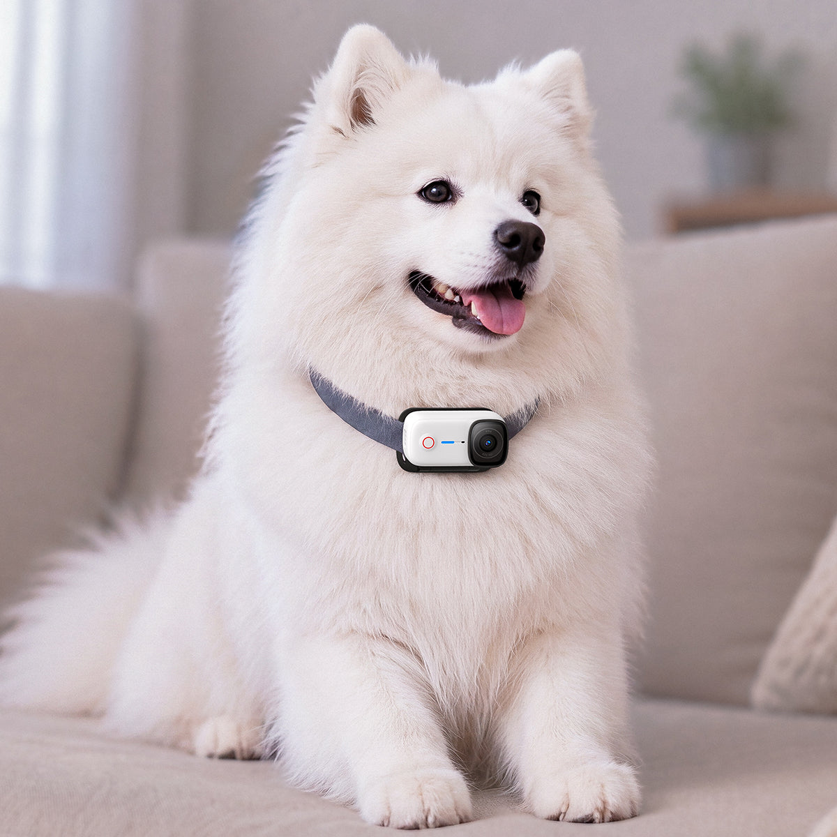 magnetic pet chest strap for dog