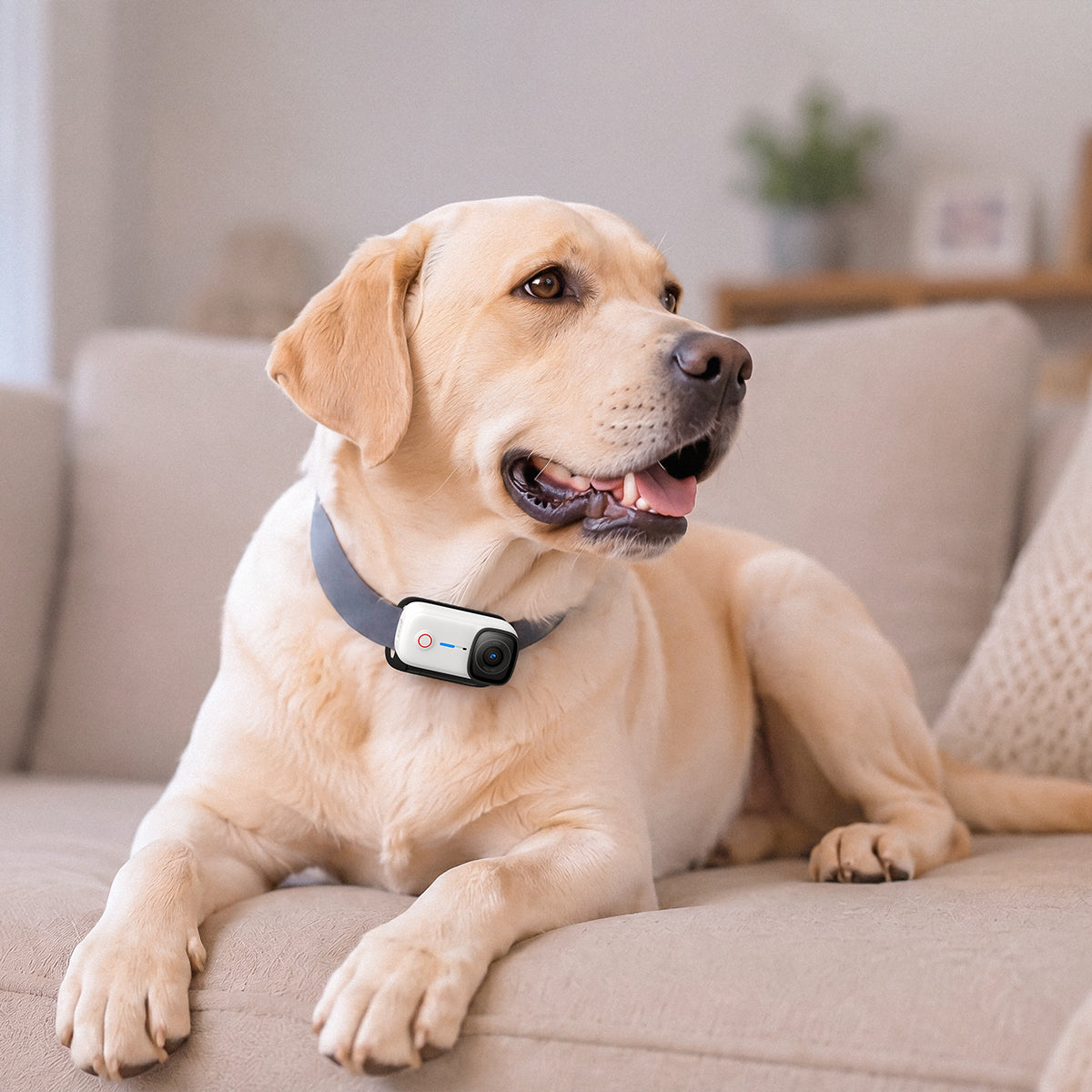 magnetic pet chest strap