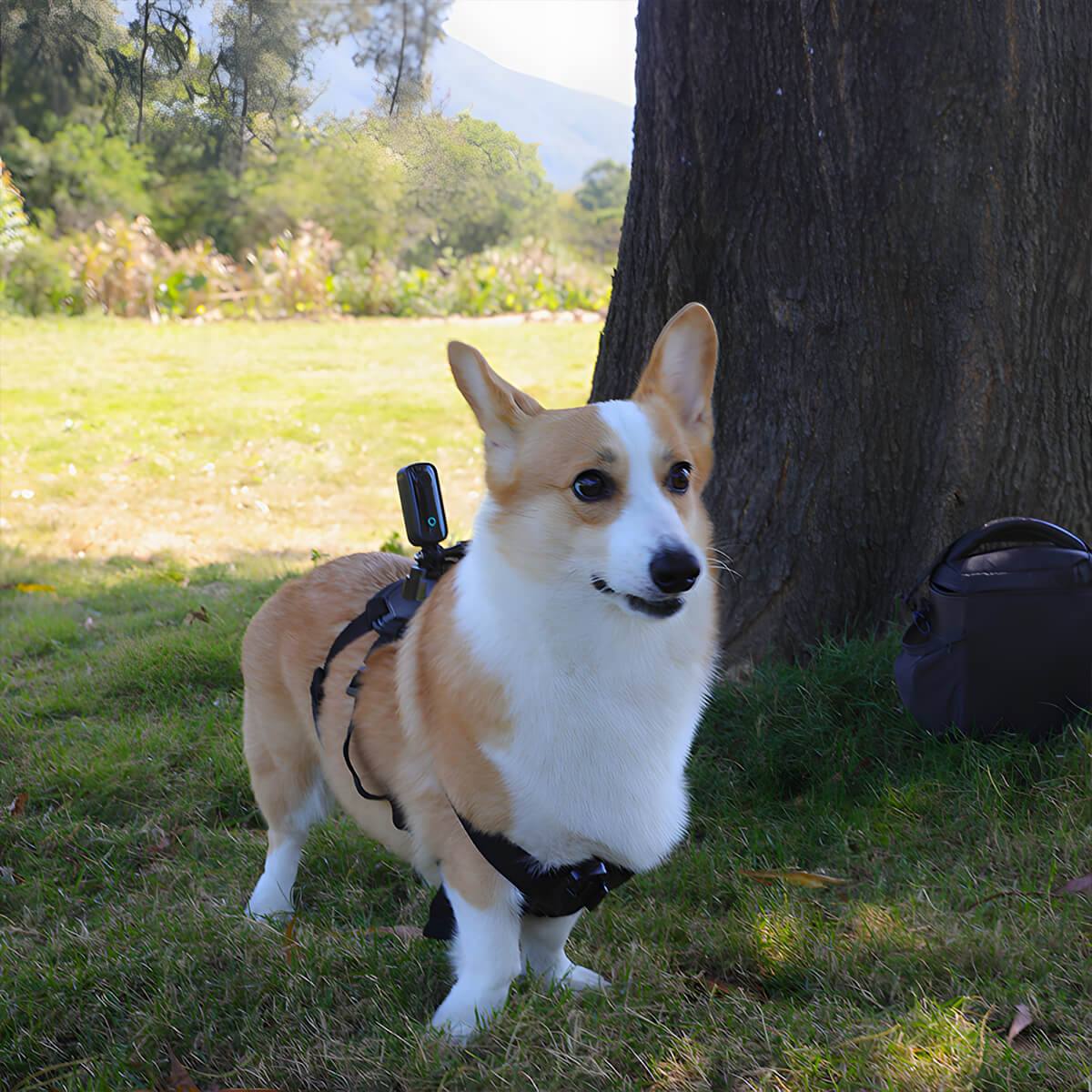 Haustierband Hund