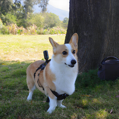 Haustierband Hund